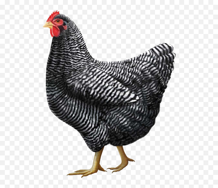 Chicken Png Clipart Emoji,Rooster + Chicken Leg Emoji