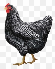 Chicken Png Clipart Emoji,Rooster + Chicken Leg Emoji