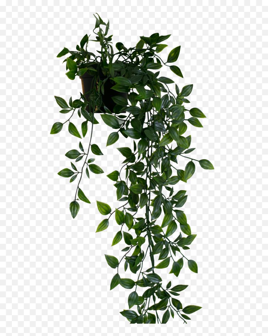 Hanging Plant Png Image Png Arts - Transparent Hanging Plant Png Emoji,Plant Emoji No Background