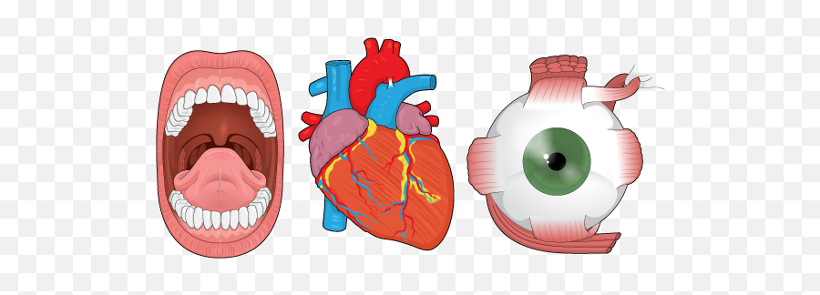 Mind The Graph Blog Human Anatomy - Mind The Graph Emoji,Tooth Chart With Emotions And Organs Interrelated