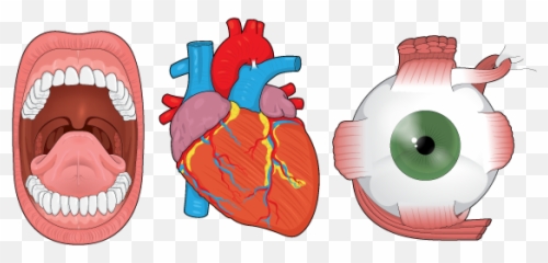 Mind The Graph Blog Human Anatomy - Mind The Graph Emoji,Tooth Chart With Emotions And Organs Interrelated