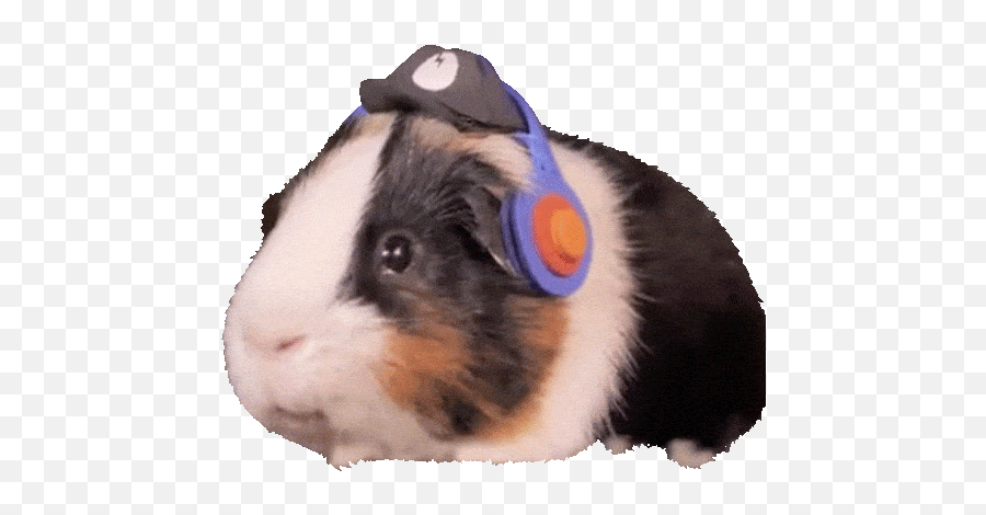 Would You Like 8 To 10 Year Olds Baamboozle Emoji,Guinea Pig Emojis