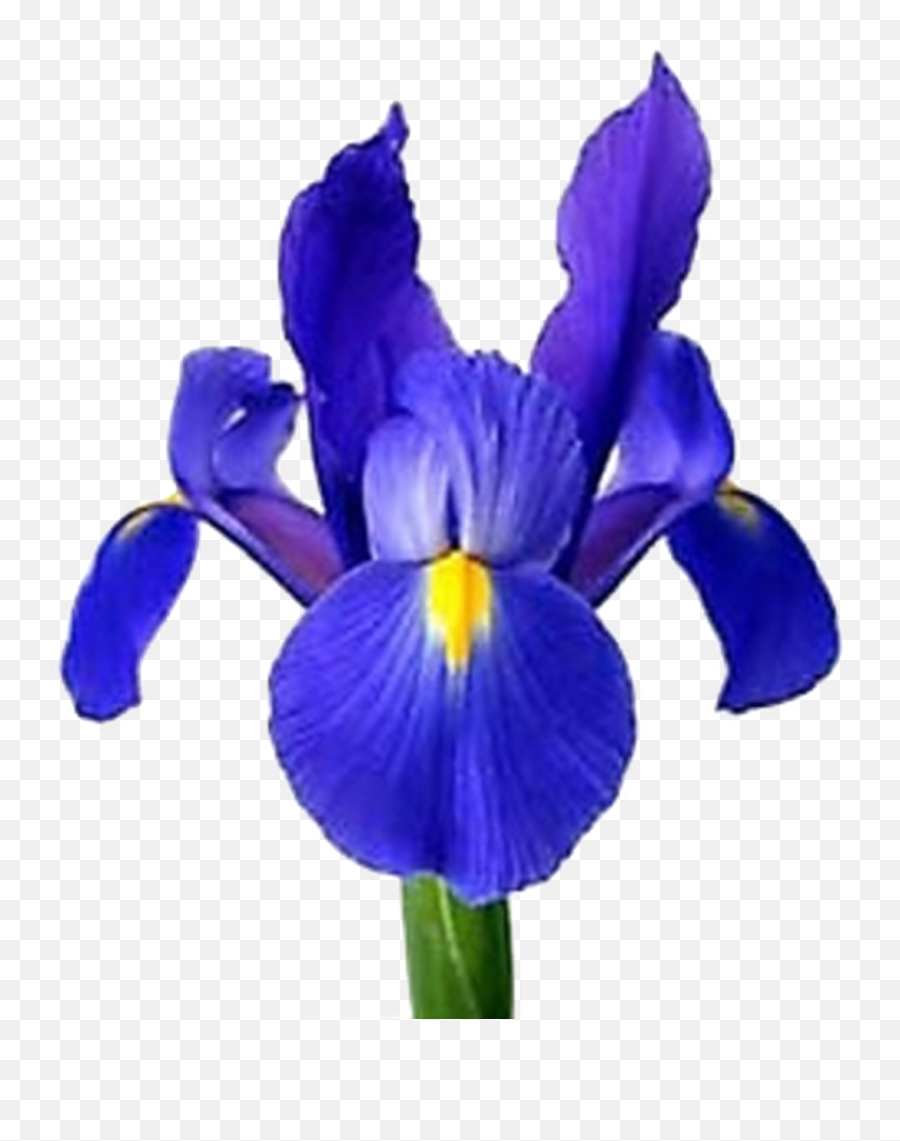 Bluepurple Iris - 5 Stems Bunch Localmpls Delivery Only Emoji,Sweet Emotion Stems