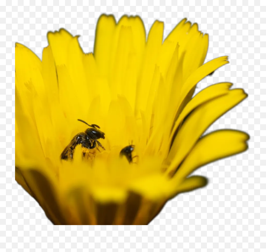 Black And Yellow Bee On Yellow Flower Transparent Emoji,Bee And Sunflower Emoji