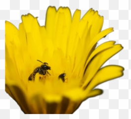Black And Yellow Bee On Yellow Flower Transparent Emoji,Bee And Sunflower Emoji