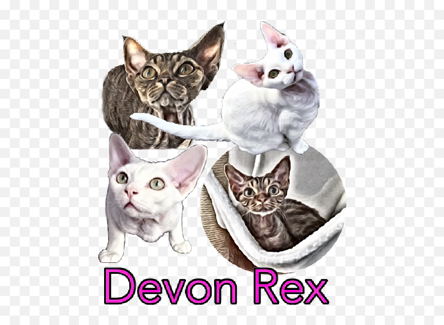Devon Rex By Pernilla Milefors - Domestic Cat Emoji,Emoji 2 Arabian Nights