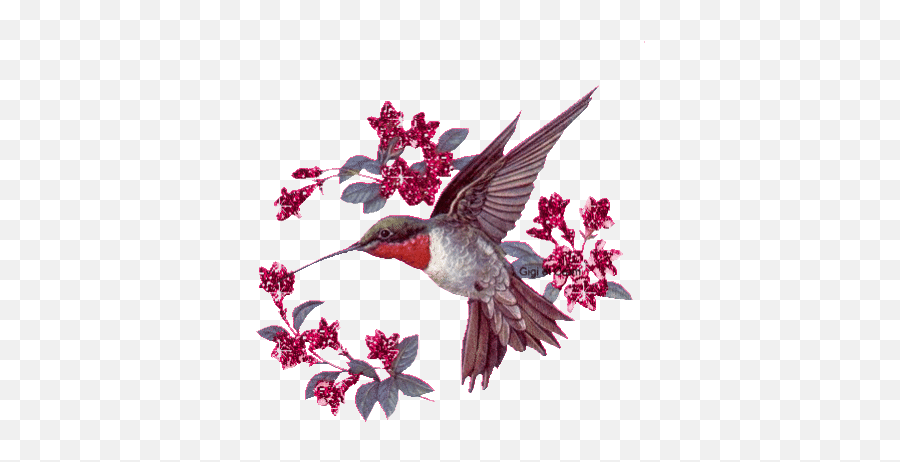 Top Hummingbird Animal Stickers For Android U0026 Ios Gfycat - Gif De Beija Flor Emoji,Hummingbird Emoji