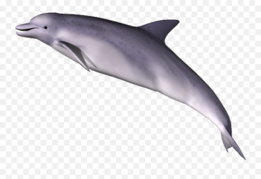 Dolphin Png Transparent Images Png All - Dolphin Emoji,Dolphins And Emotions