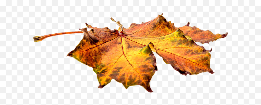 Single Autumn Leave Transparent Image - Fall Leaves On Ground Png Emoji,Autumn Emoticons For Facebook Status