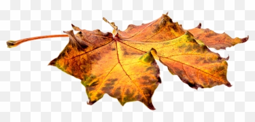 Single Autumn Leave Transparent Image - Fall Leaves On Ground Png Emoji,Autumn Emoticons For Facebook Status