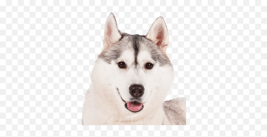 Our Team Orange Marketing - Transparent Husky Png Emoji,Husky Stages Of Emotion