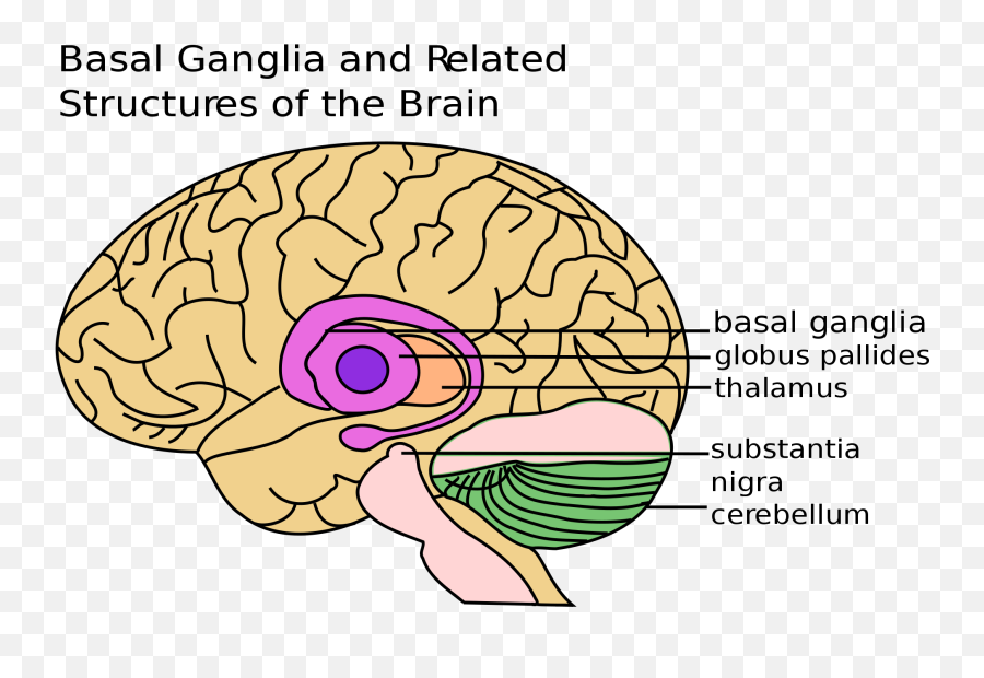 Peterson Practice Test Gitbook - Basal Ganglia Emoji,Human Base With Emotions