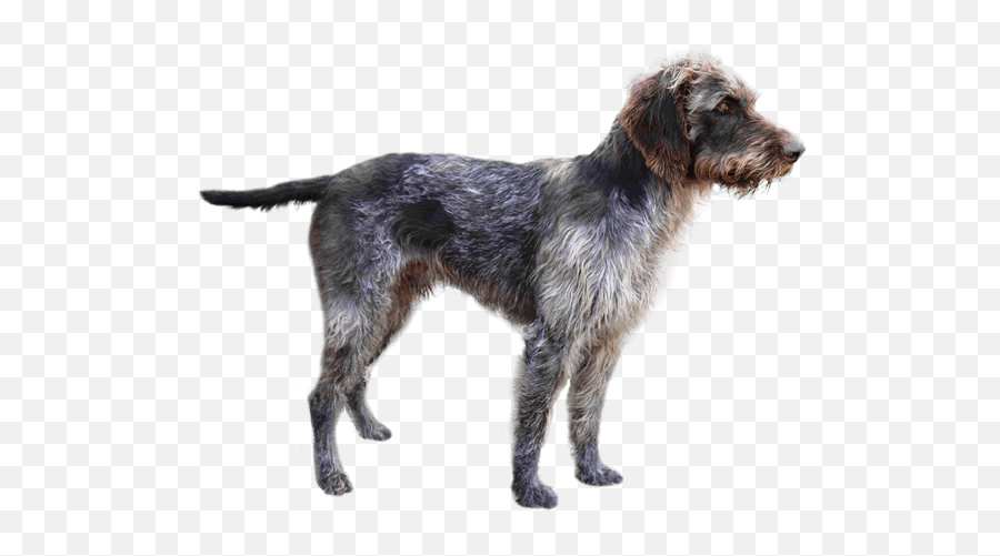 German Wirehaired Pointer - Wirehaired Dog Emoji,German Few Emotion Hip