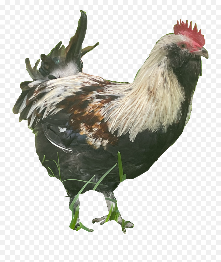 The Most Edited Zakar Picsart - Comb Emoji,Rooster + Chicken Leg Emoji