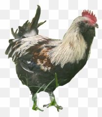 The Most Edited Zakar Picsart - Comb Emoji,Rooster + Chicken Leg Emoji