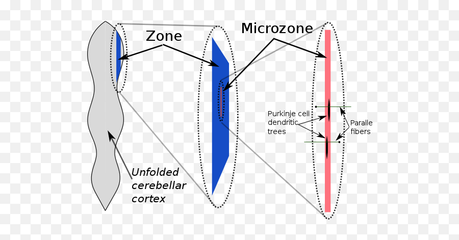 Cerebellum Wiki Thereaderwiki - Cerebellum Microzone Emoji,Emotion Regulation Feedforward Pathway Cerebellum Wiki Thereaderwiki - Cerebellum Microzone Emoji,Emotion Regulation Feedforward Pathway