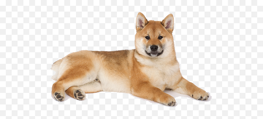 Shiba Inu Temperament Lifespan Grooming Training Petplan Emoji,Hungarian Dogs That Look Like Golden Retrievers But Are In Tune To Emotions