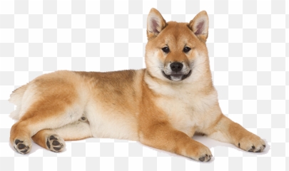 Shiba Inu Temperament Lifespan Grooming Training Petplan Emoji,Hungarian Dogs That Look Like Golden Retrievers But Are In Tune To Emotions