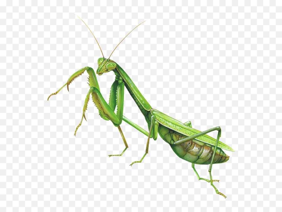 Mantis Clipart Insect Bug - Praying Mantis Transparent Emoji,Mantis Emoji