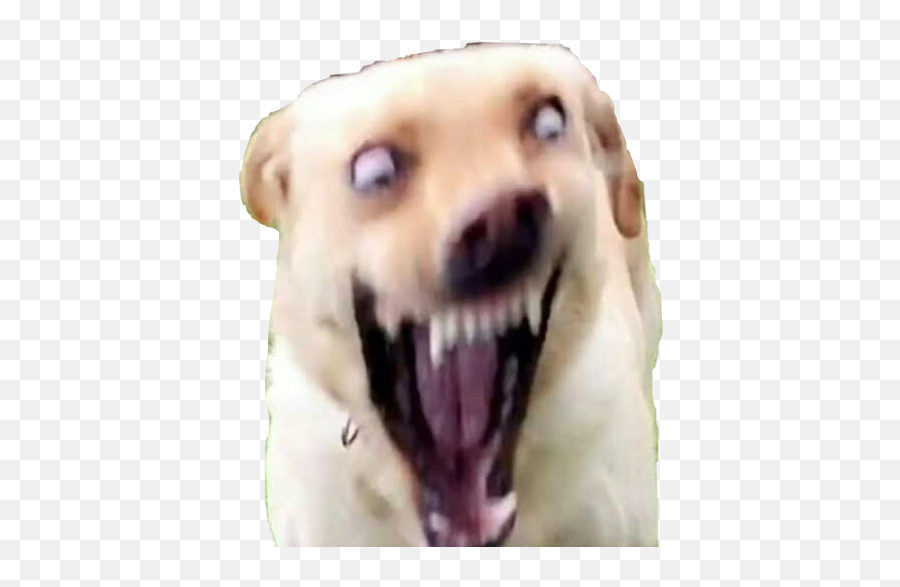 Dog With Gold Teeth Meme - Apsgeyser Dank Dog Meme Emoji,Emoji With Teeth Meme