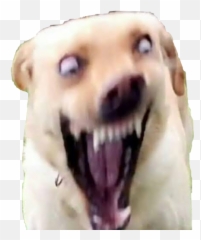 Dog With Gold Teeth Meme - Apsgeyser Dank Dog Meme Emoji,Emoji With Teeth Meme