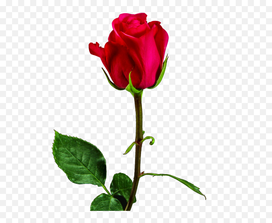 Valentine Roses - Valentine Day Rose Download Emoji,Red Rose Emoticon