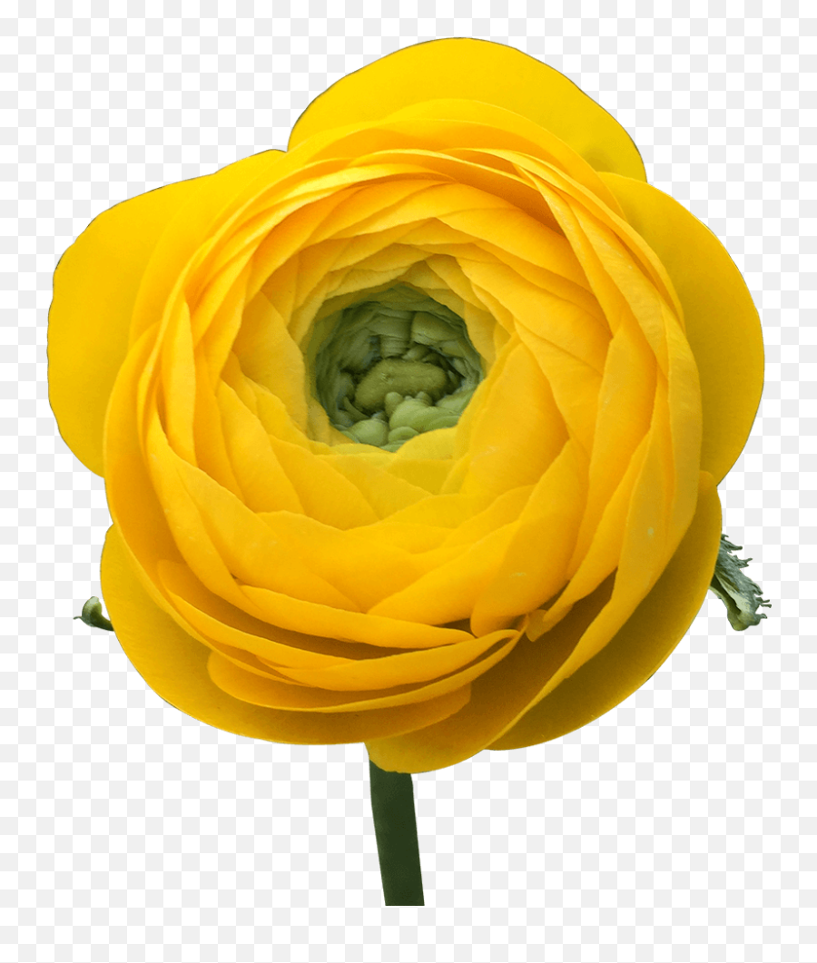 Best Flowers To Give A Gemini - Yellow Ranunculus Emoji,What Is The Emotion For Yellow Roses