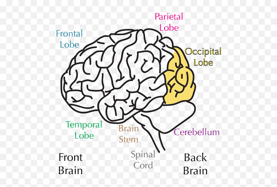 Brain 101 - Brain Parts Png Emoji,Meningioma Affects Areas Of Brain Right Occipital Emotions