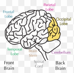 Brain 101 - Brain Parts Png Emoji,Meningioma Affects Areas Of Brain Right Occipital Emotions