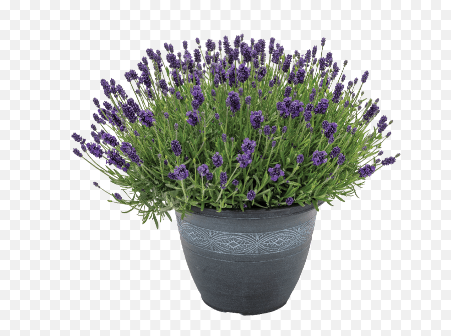 Changing Seasons - English Lavender Emoji,.:8x12:. No Emotions? Lavender-star