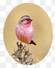 Daily Illumination Blog - Twig Emoji,I Have 3 Outlets For My Emotions Haughty Silence Tears And Rage