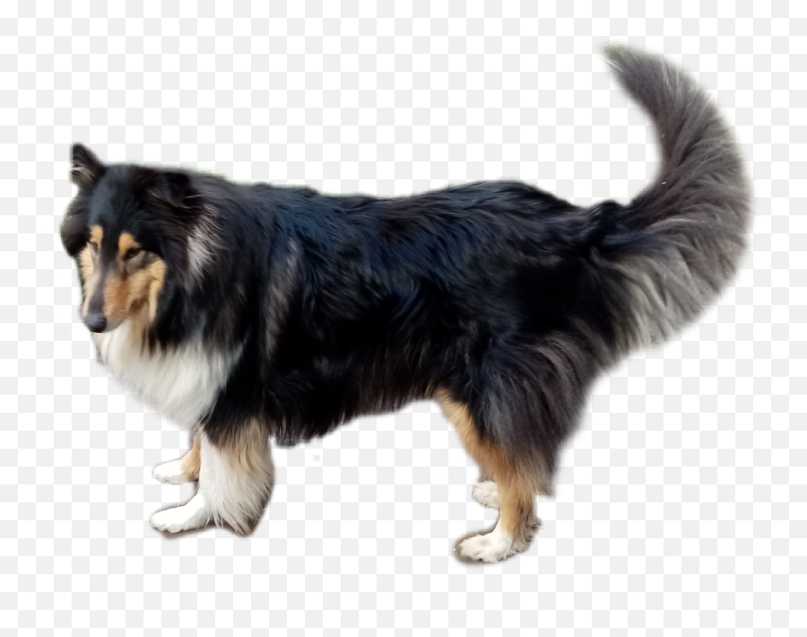 Collie Tricolor Dog Sticker - Northern Breed Group Emoji,Collie Emoji