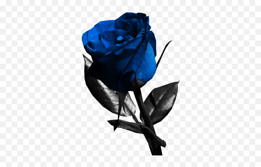 Blue Rose - Rose Images Hd Psd Emoji,Blue Rose Emoji