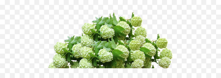 Hydrangea Bush Hydrangea Photos - White Hydrangea Plant Png Emoji,Hydrangea Macrophylla Emotion