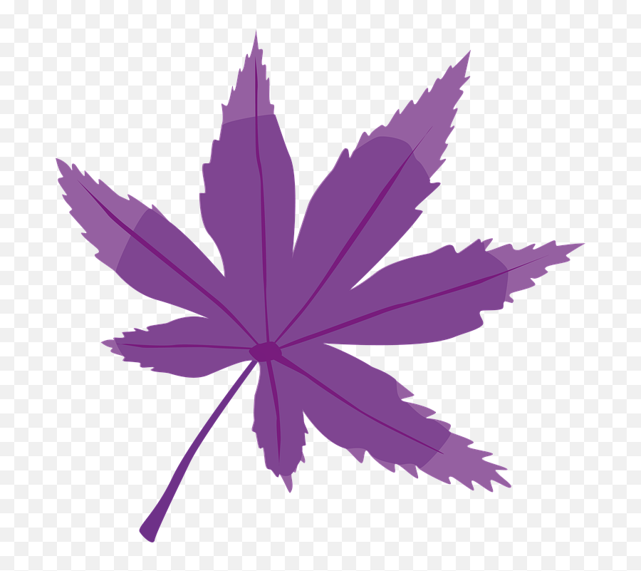 Purple Maple Tree Png U0026 Free Purple Maple Treepng - Purple Leaf Png Emoji,Maple Leaf Emoji Png