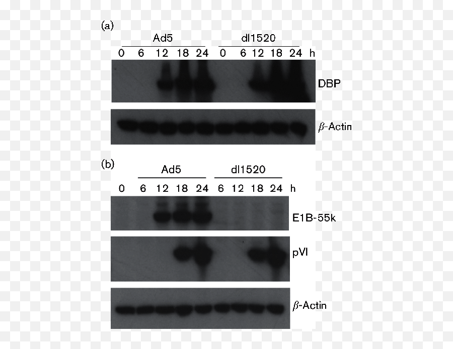 Comparison Of Protein Expression During Wild - Type And E1b Dot Emoji,Allued Emoticon Gif