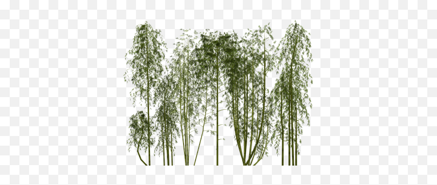 Ivy Bamboo Tree Png Sprouting Cane Hot Country Calamus - Transparent Bamboo Plant Png Emoji,Pine Tree And Plant Emojis Facebook