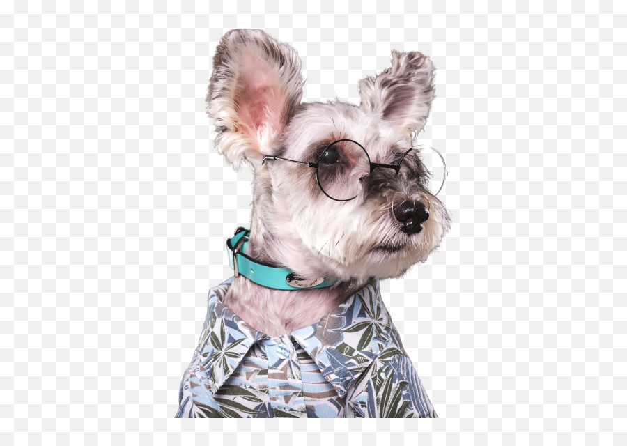 Bluemyth - Miniature Schnauzer With Eyelashes Emoji,Schnauzer Emoji