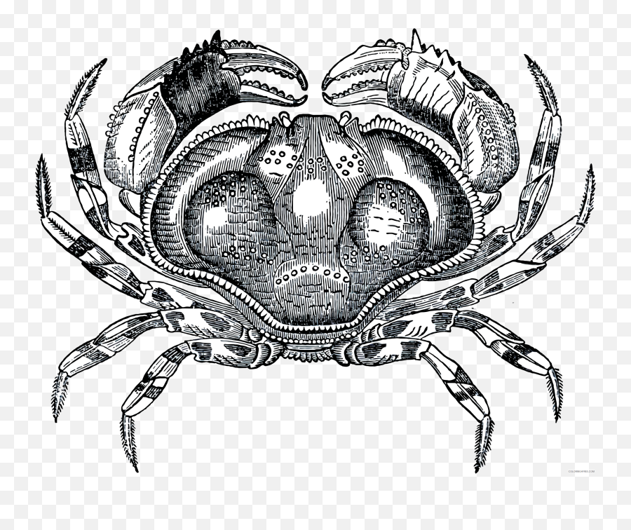 Hermit Crab Black And White Png Images - Art Mark Making Worksheet Emoji,^ Crab Emoticon V.