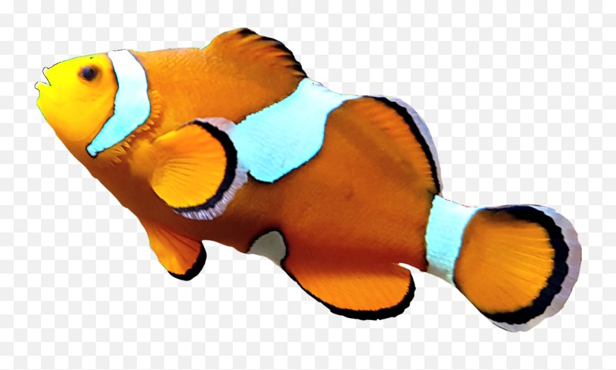 The Most Edited - Ocellaris Clownfish Emoji,Clowfish Emoji