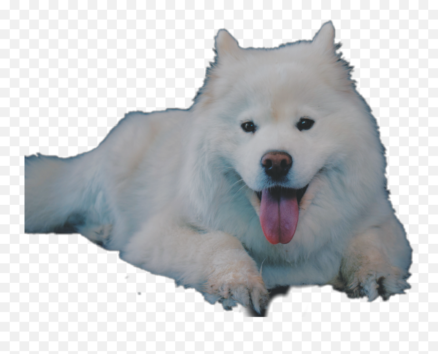 Samoyed Dog Puppy Cute Do You Like - Japanese Spitz Emoji,Eskimo Emoji