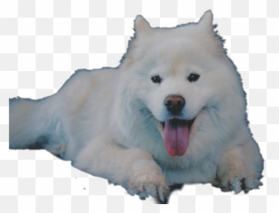 Samoyed Dog Puppy Cute Do You Like - Japanese Spitz Emoji,Eskimo Emoji
