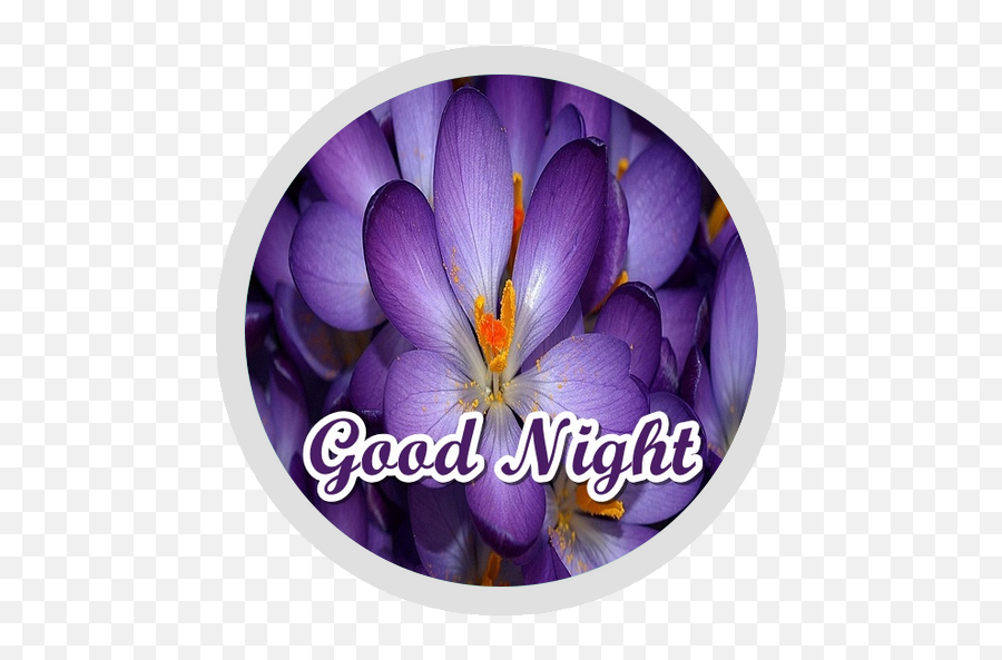 Good Night Flowers Stickers - Wastickerapps U2013 Applications Emoji,Emoticon Bisou Clavier