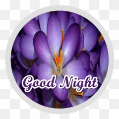 Good Night Flowers Stickers - Wastickerapps U2013 Applications Emoji,Emoticon Bisou Clavier