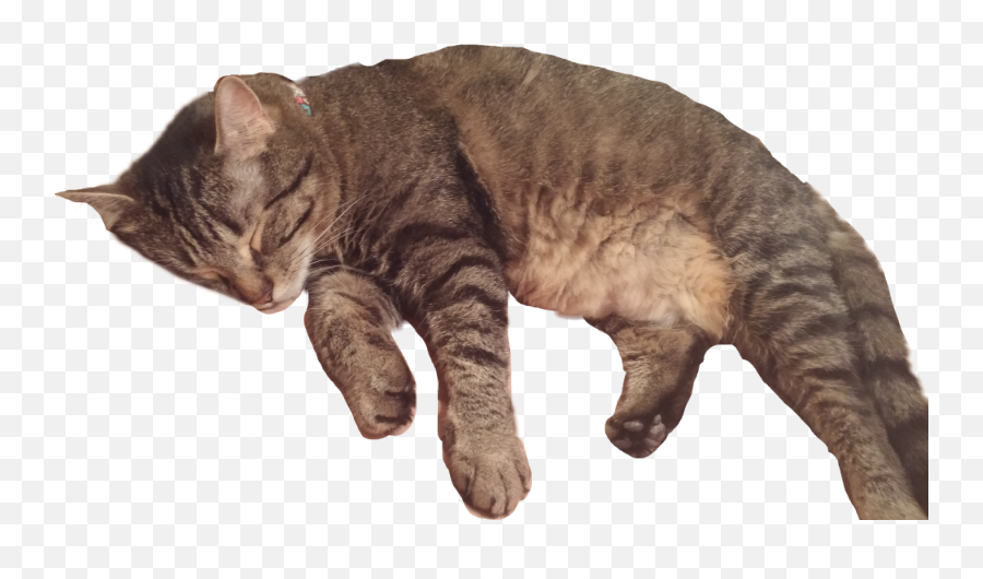 Ftecats Catlover Sleepy Cat Sticker - Soft Emoji,Sleepy Cat Emoji