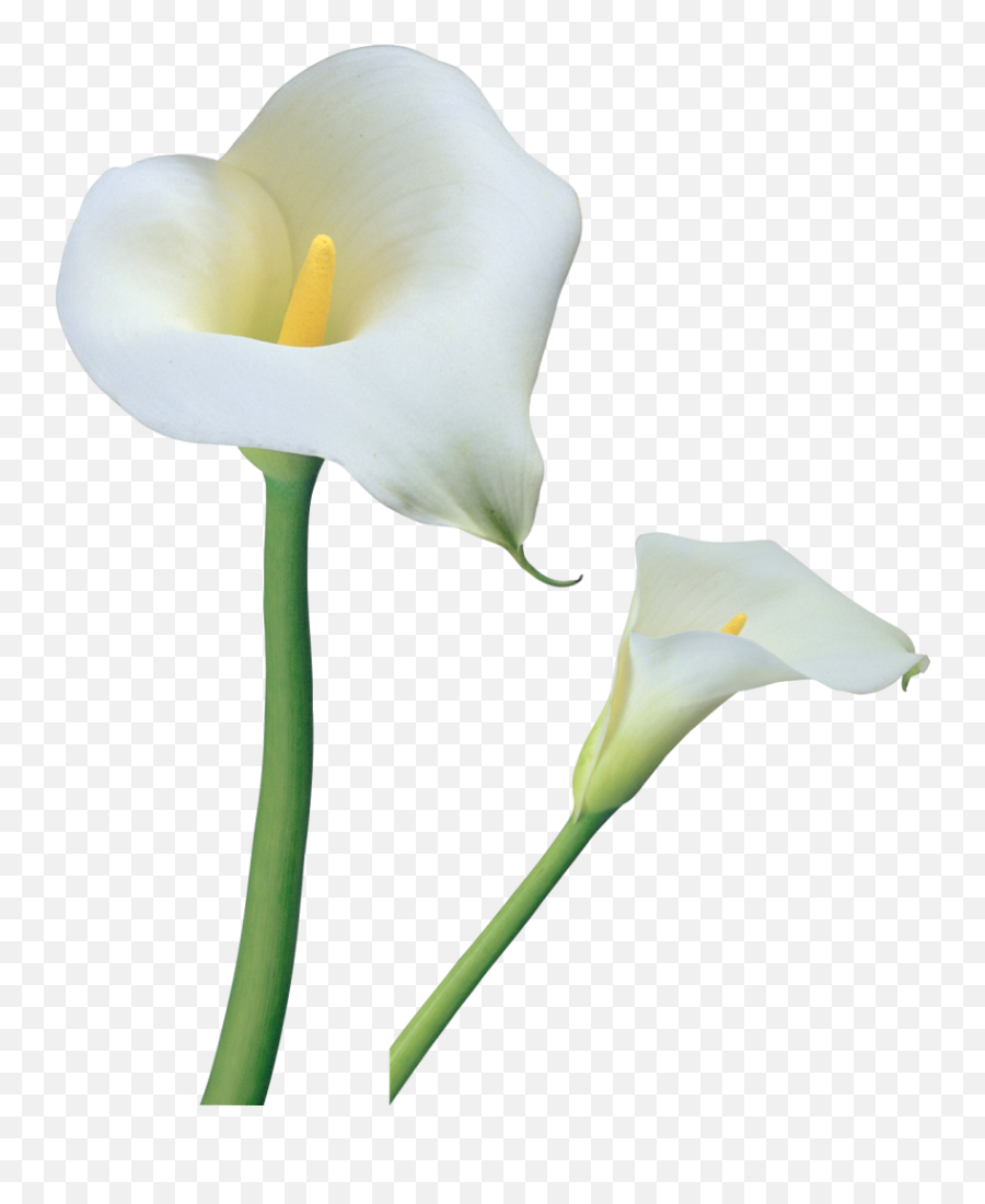 Calla Lily Flower Png Transparent Png - Calla Lily Flower Png Emoji,Lilly Emoji