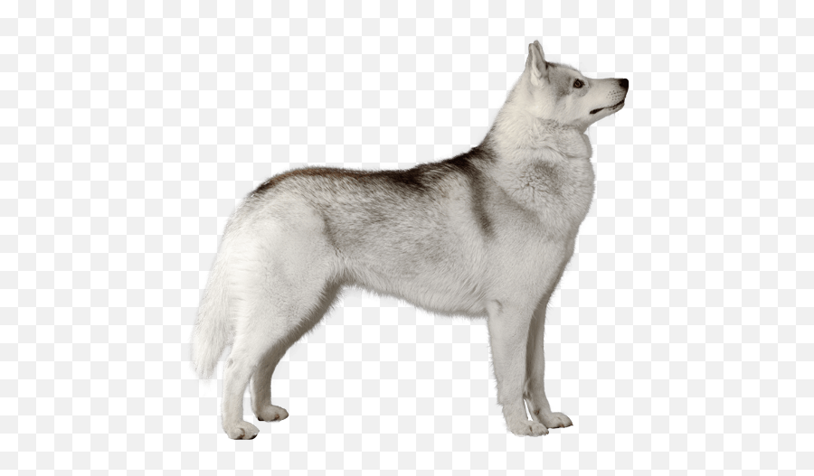 Siberian Husky - White Husky Png Emoji,Husky Emotions