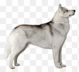 Siberian Husky - White Husky Png Emoji,Husky Emotions