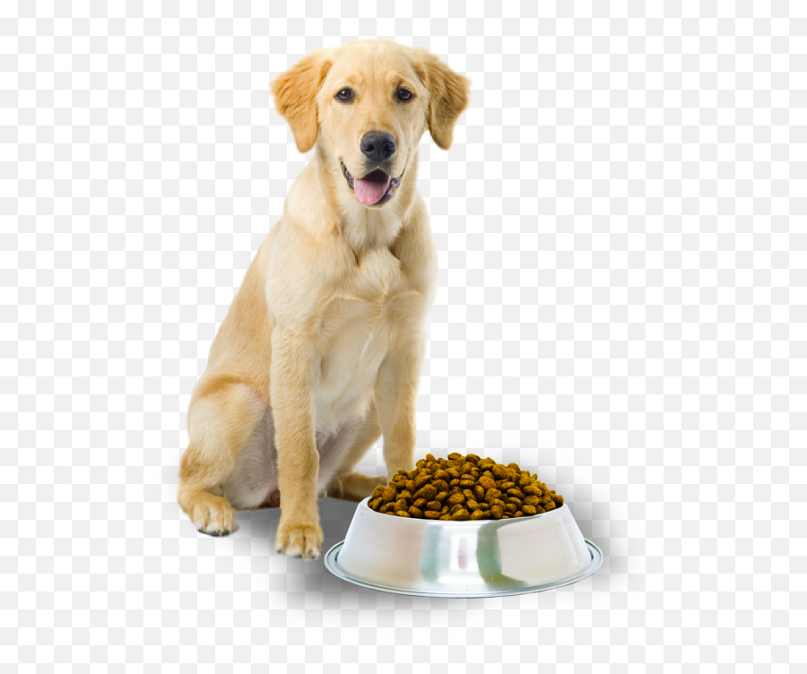 Download Food Pet Grooming Dog Cat Free - Dog Food Png Emoji,Dog And Biscuit Emoticons