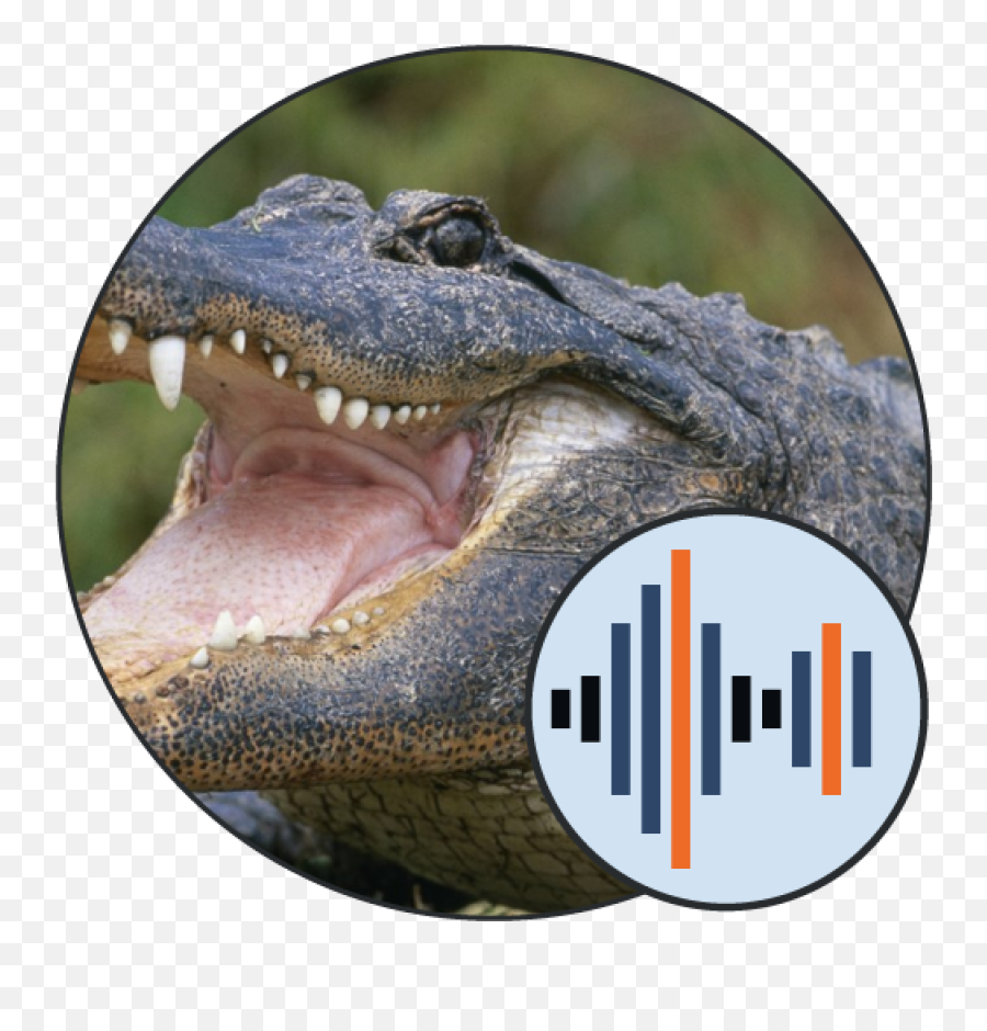 Alligator Sounds 101 Soundboards - Download Royalty Free Similar Friday The 13th Movie Short Sound Clip Emoji,Facebook Emoticons Alligator